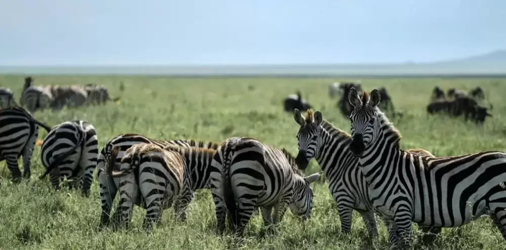 Tarangire y cráter Ngorongoro de 2 días desde Zanzíbar