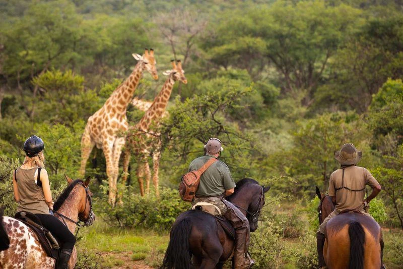Safaris a caballo