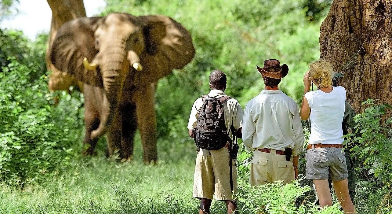 Safaris de fauna salvaje en Tanzania