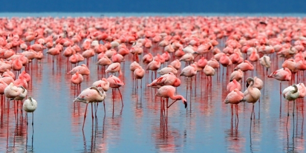 Safari de 1 día en el Parque Nacional del Lago Manyara