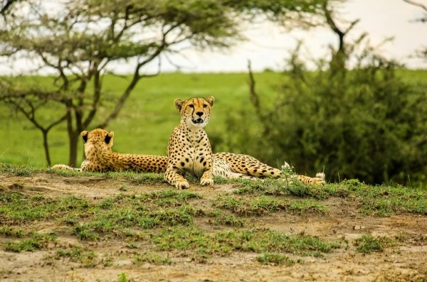 Parque Nacional Serengeti