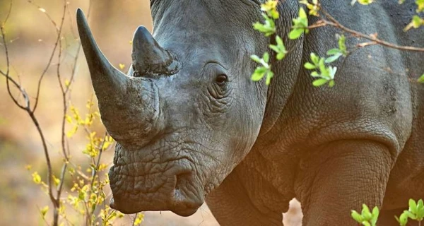 Parque Nacional Mkomazi