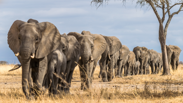 Tarangire Np