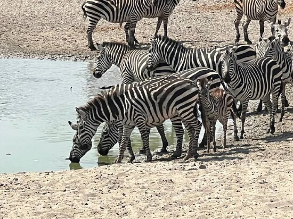 Safari de 10 días por la gran migración, la cultura y los lagos ácidos