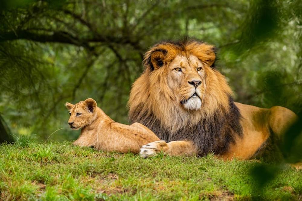 Safari privado de 5 días en Serengeti, Ngorongoro y Tarangire