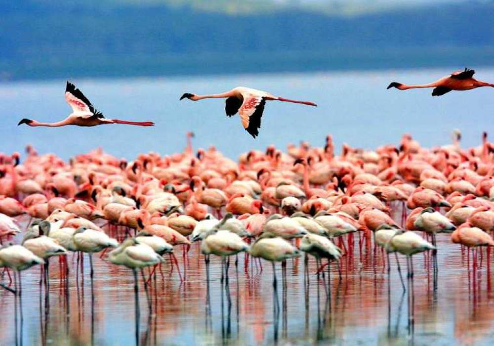 Tour de 2 días al lago Natrón