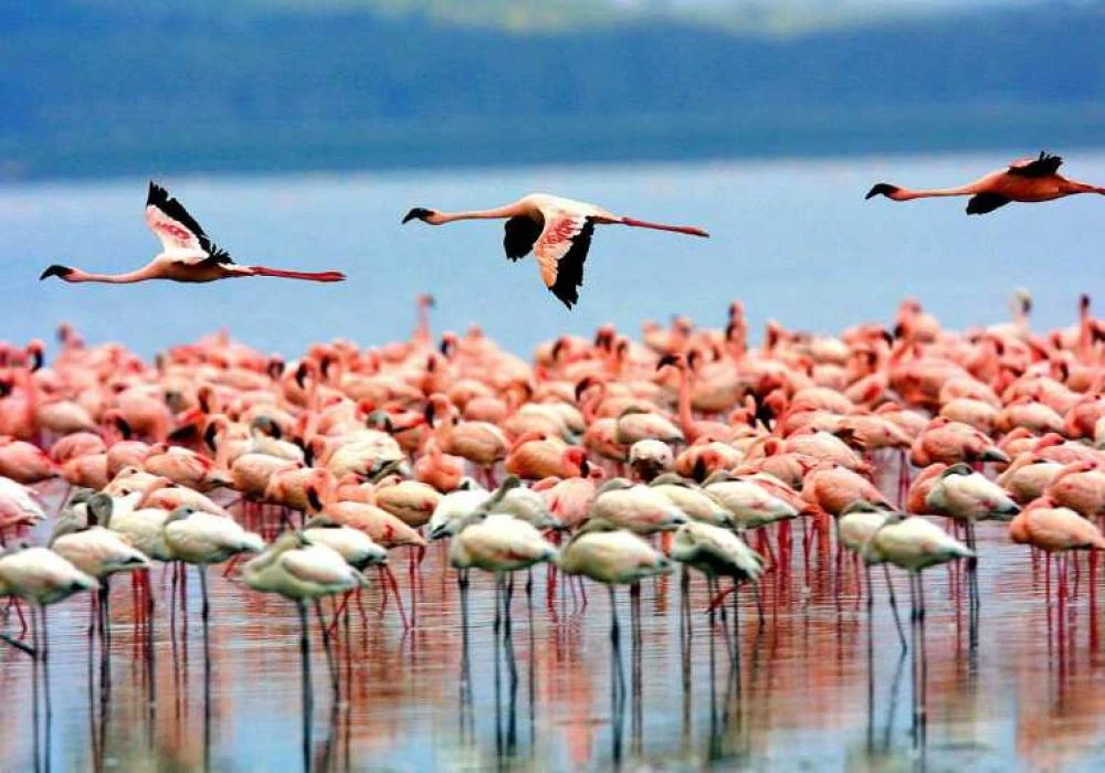 Tour de 2 días al lago Natrón