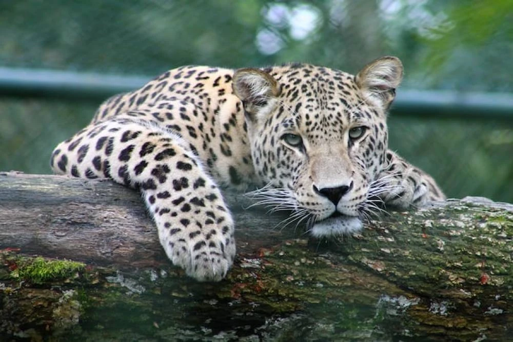 Excursión media de 8 días al cráter Tarangire, Serengeti y Ngorongoro