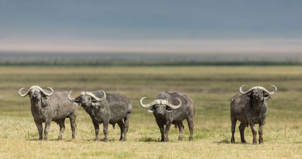 Safari de lujo de 7 días en Tanzania con vuelo y salida