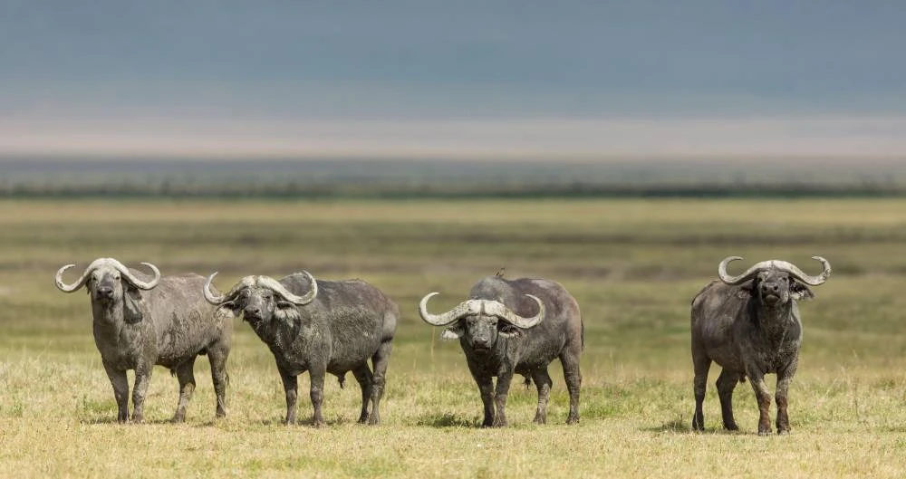 Safari de lujo de 7 días en Tanzania con vuelo y salida
