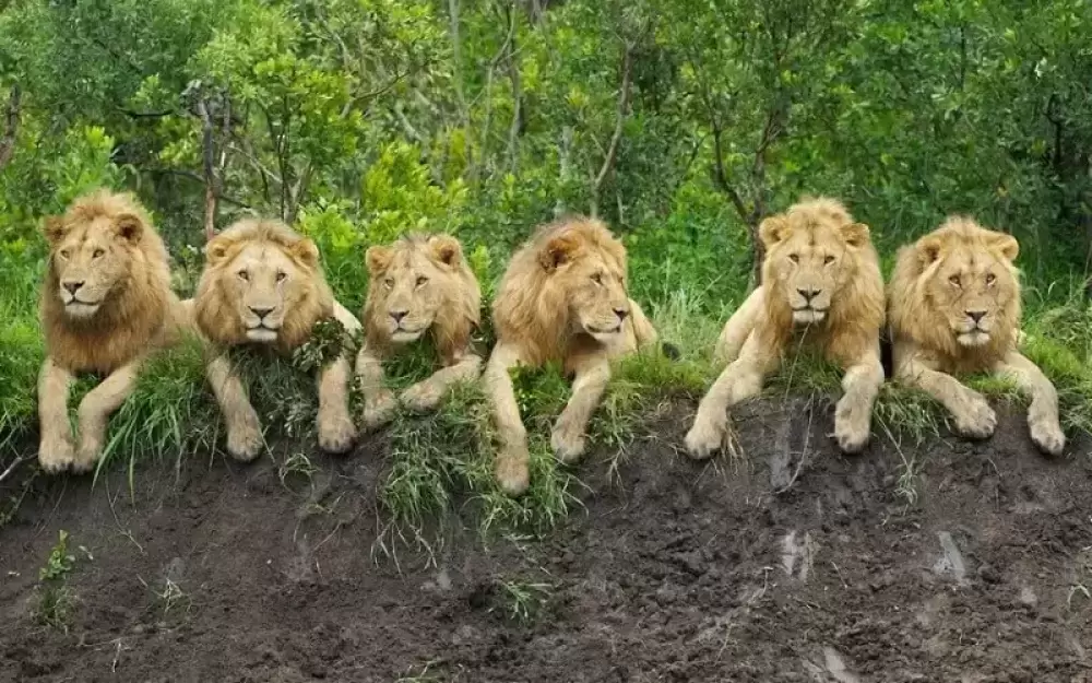 Tour de 4 días por Tarangire, Ngorongoro y Kilimanjaro de gama media