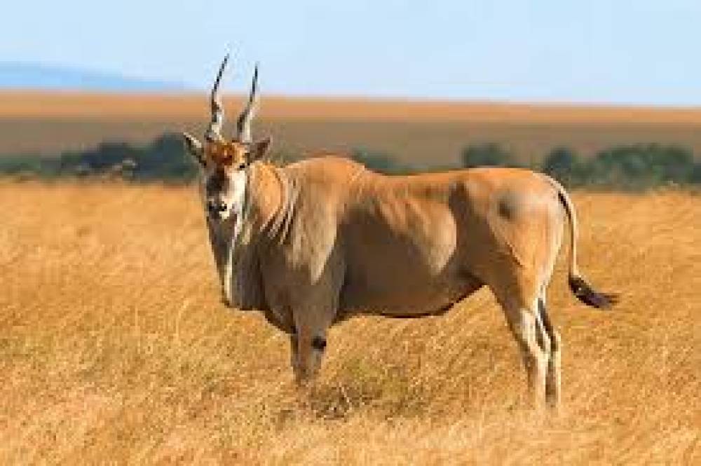 Tarangire de 6 días, Manyara, Ngorongoro y lago Eyasi