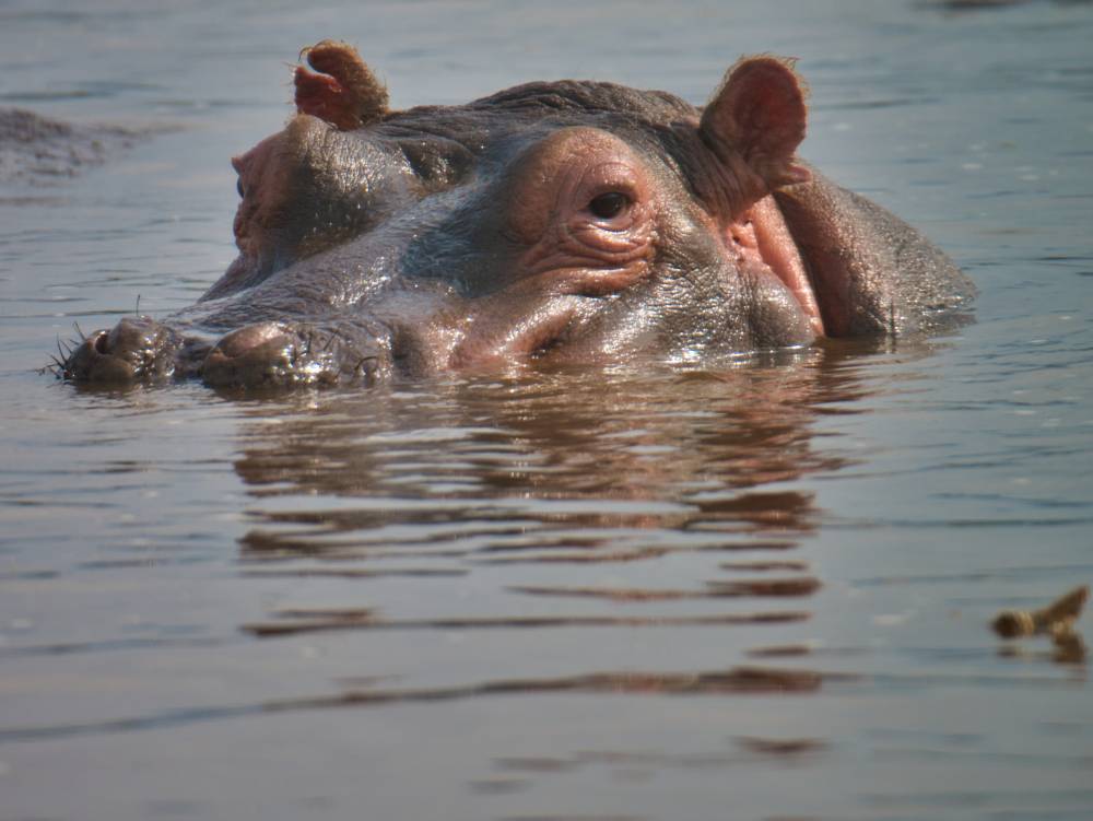 Safari Tarangire, Serengeti, Cráter Ngorongoro - 8 días