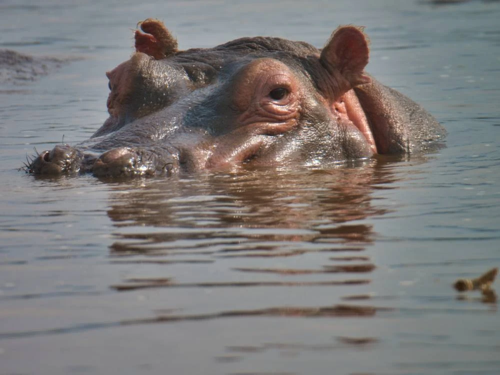 Safari Tarangire, Serengeti, Cráter Ngorongoro - 8 días