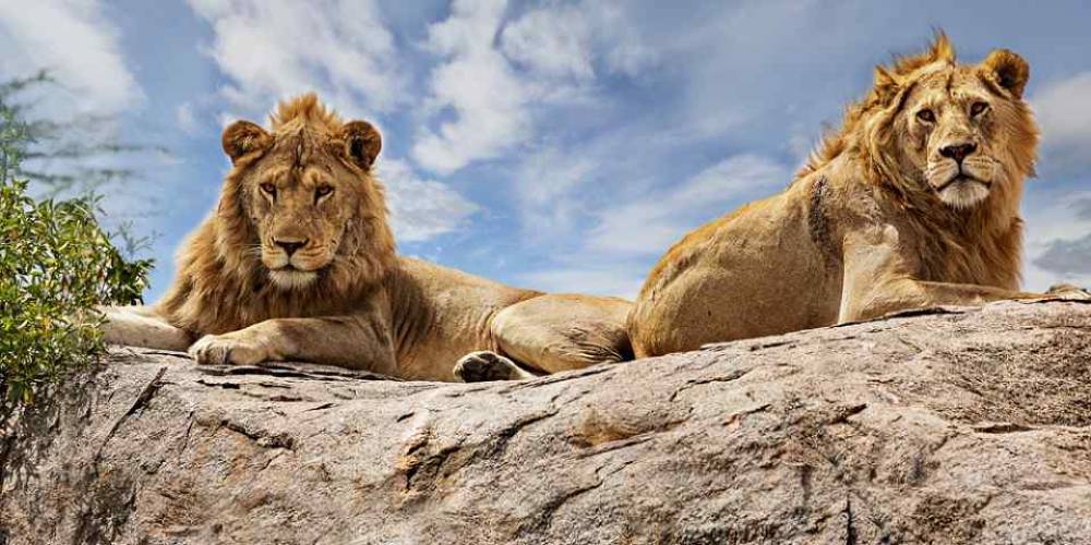 Safari de 10 días por la naturaleza - Lago Victoria - Kilimanjaro (Económico)