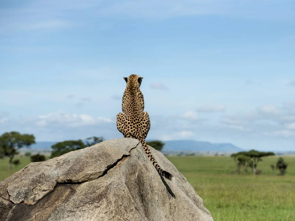 Serengeti, Ngorongoro, Tarangire y Kilimanjaro de 9 días