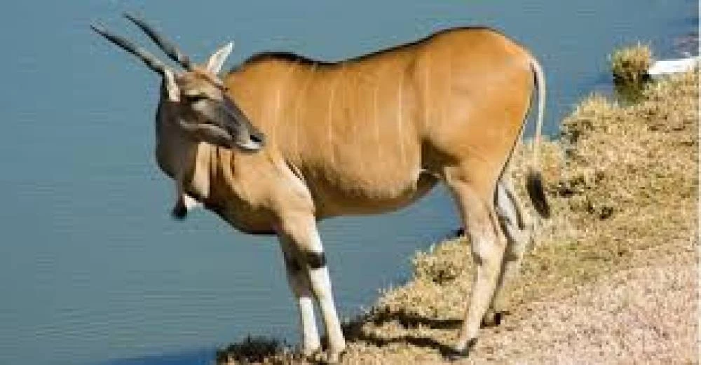 Safari de 4 días con vuelo de ida y vuelta en el Serengeti (rango medio)