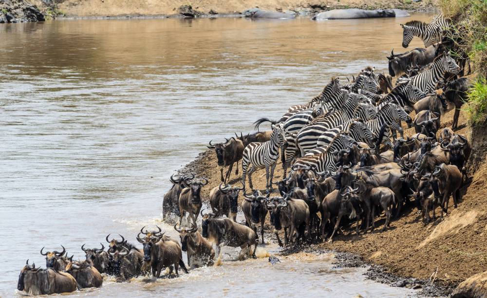 Gran safari migratorio de 8 días
