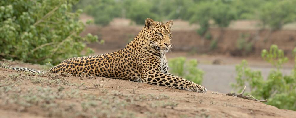 Parque Nacional del Lago Manyara de 1 día