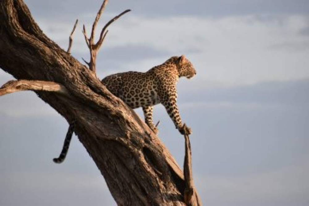 Safari de lujo de 3 días con vuelo de entrada y salida