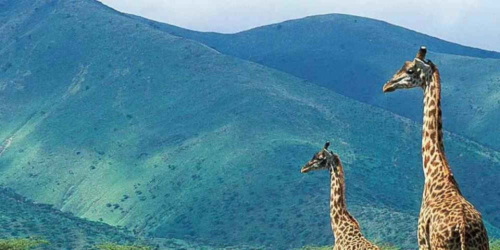 Safari multidimensional de rango medio de 7 días