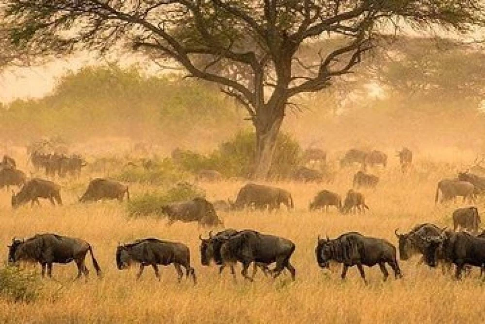 Planificación y consejos de viaje a Tanzania