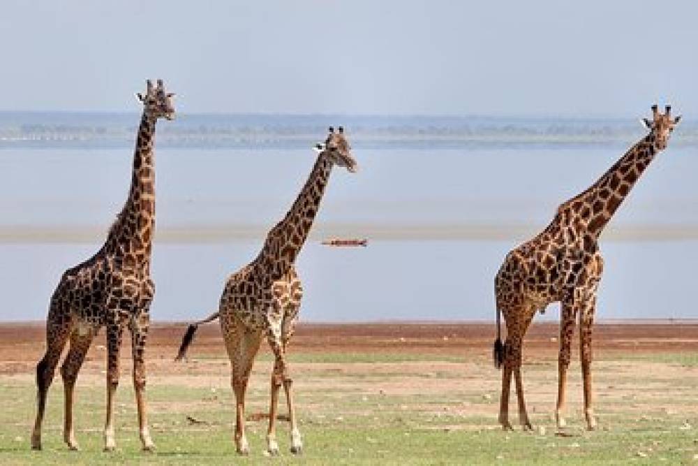 Safari de 10 días por la naturaleza - Lago Victoria - Kilimanjaro (Lodge Safari)