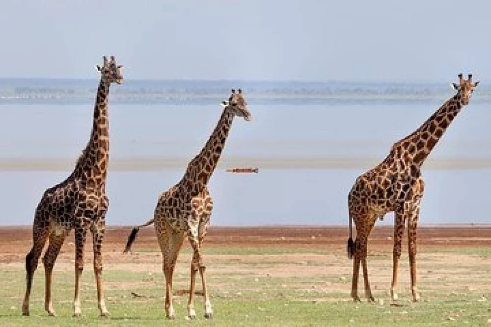 Safari de 10 días por la naturaleza - Lago Victoria - Kilimanjaro (Lodge Safari)
