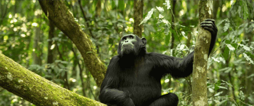 Experiencia de 3 días de caminata con chimpancés en Gombe