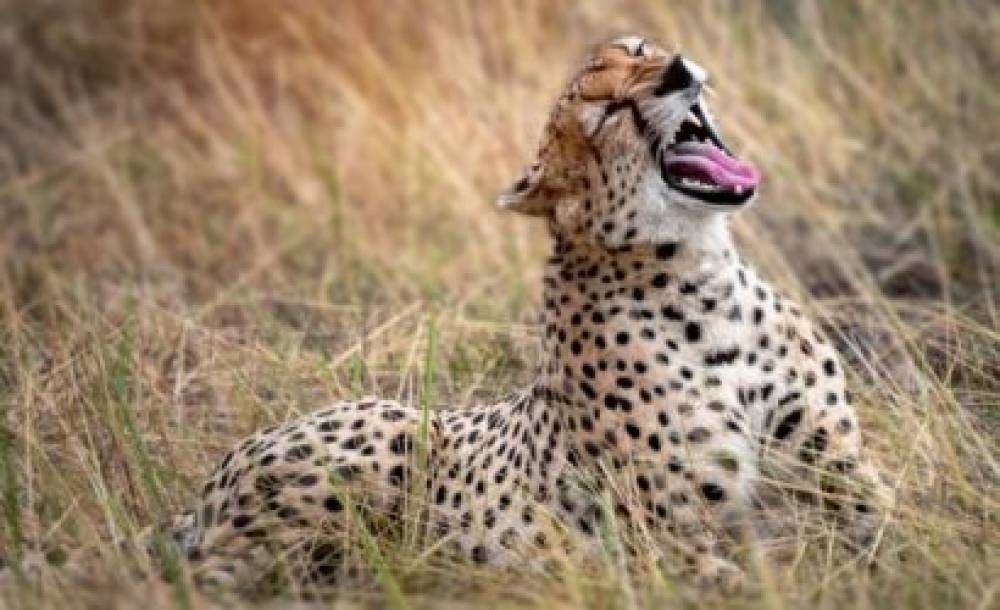 Safari de vida silvestre de 1 día al Parque Nacional Arusha