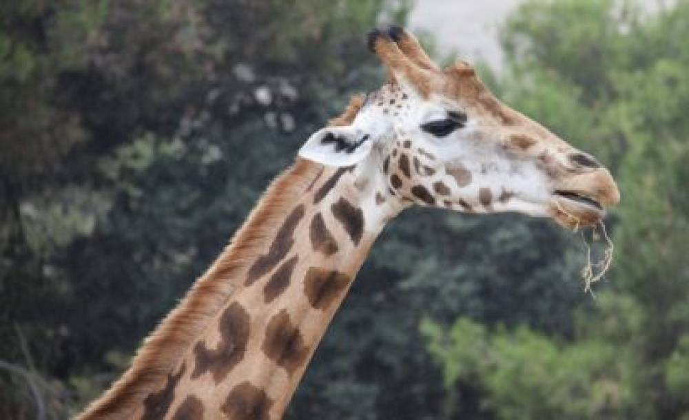 Aventura de vida silvestre de 4 días en el Parque Nacional Ruaha