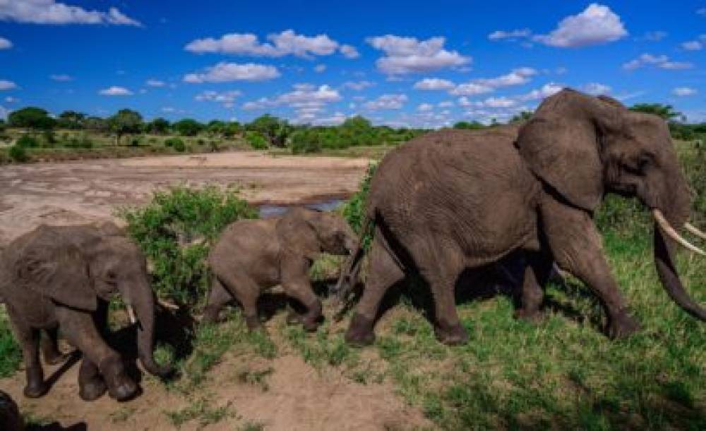 Safari de gama media en Tanzania de 6 días