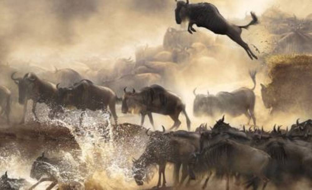Safari de 4 días para la migración y la temporada de partos.
