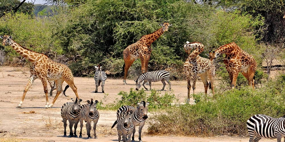 Los 5 grandes africanos (presupuesto) - 9 días